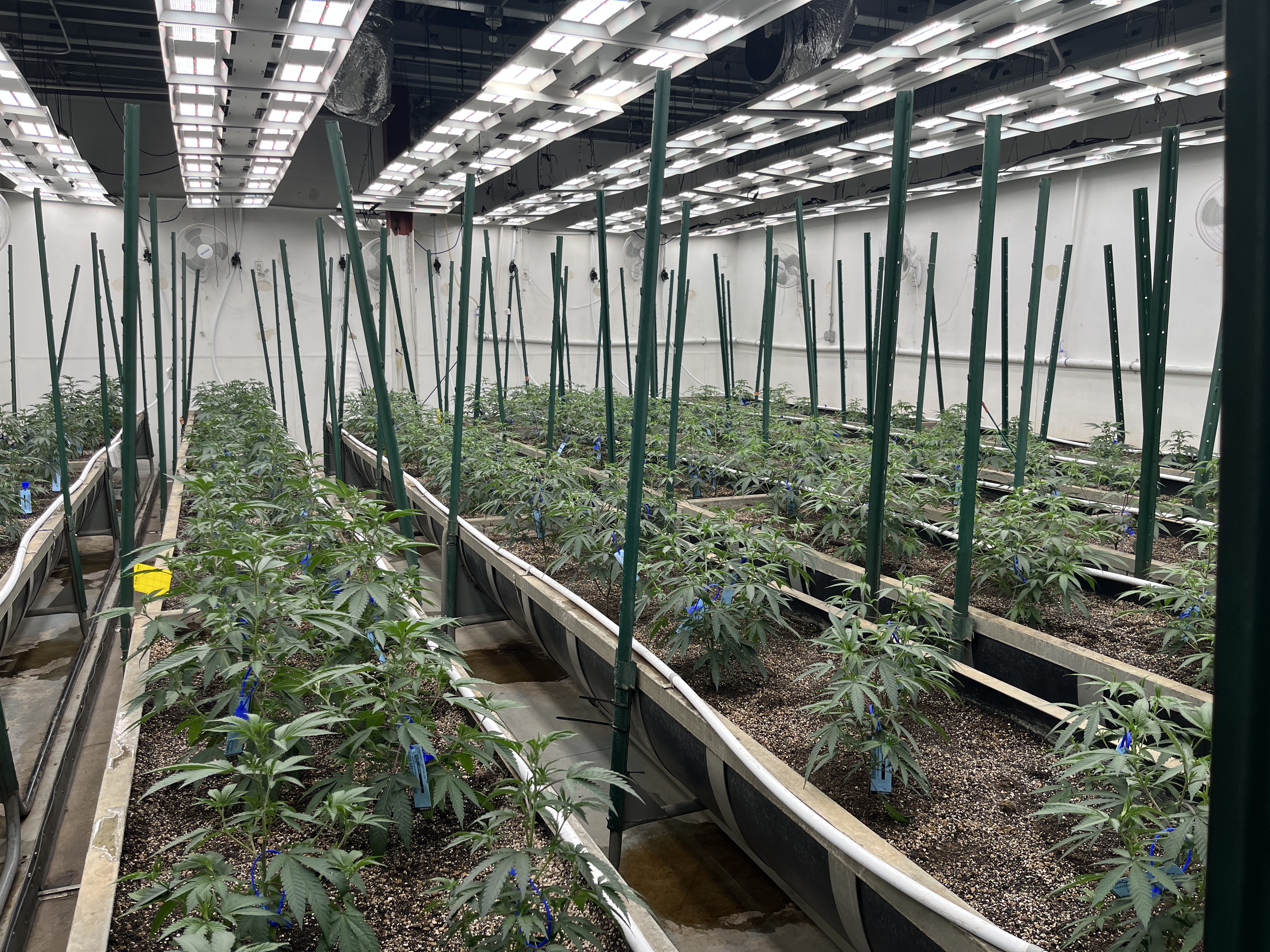 Flower Room